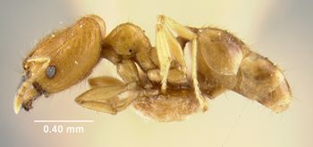 Media type: image;   Entomology 20670 Aspect: habitus lateral view